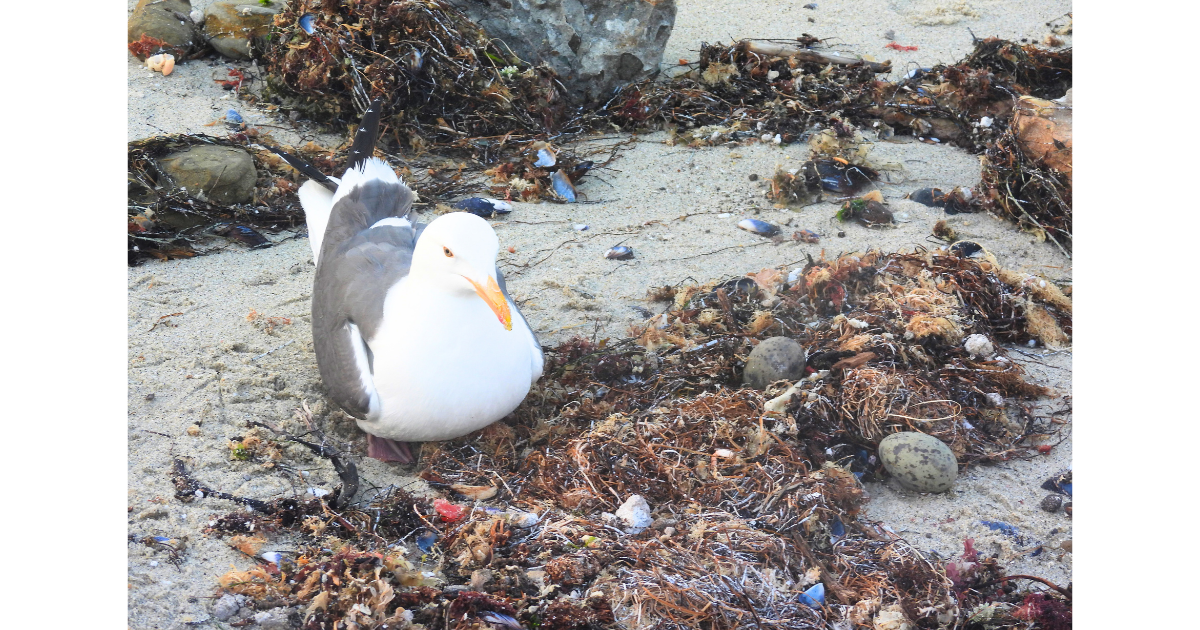 Apply to Volunteer with Wildlife Jewels® EYES® La Jolla Nesting Seabirds