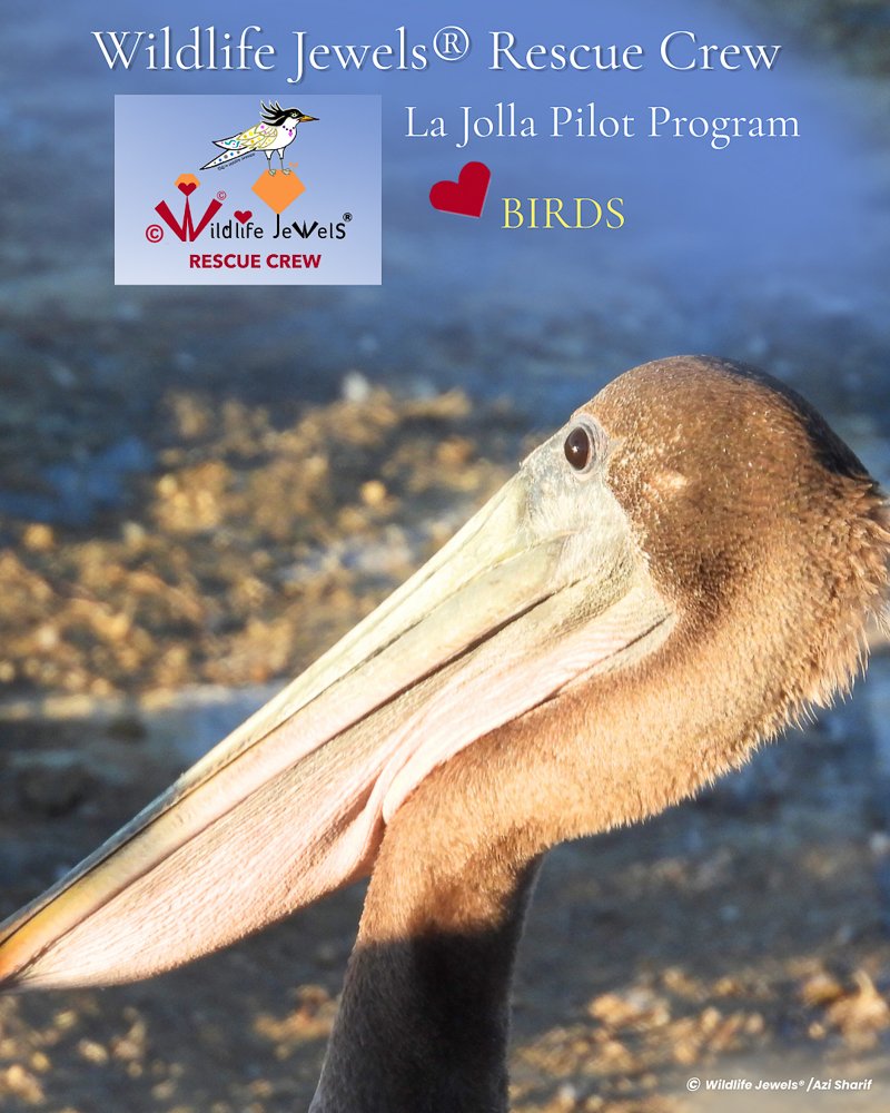 Introducing the Wildlife Jewels Rescue Crew (Pilot Program)for Birds