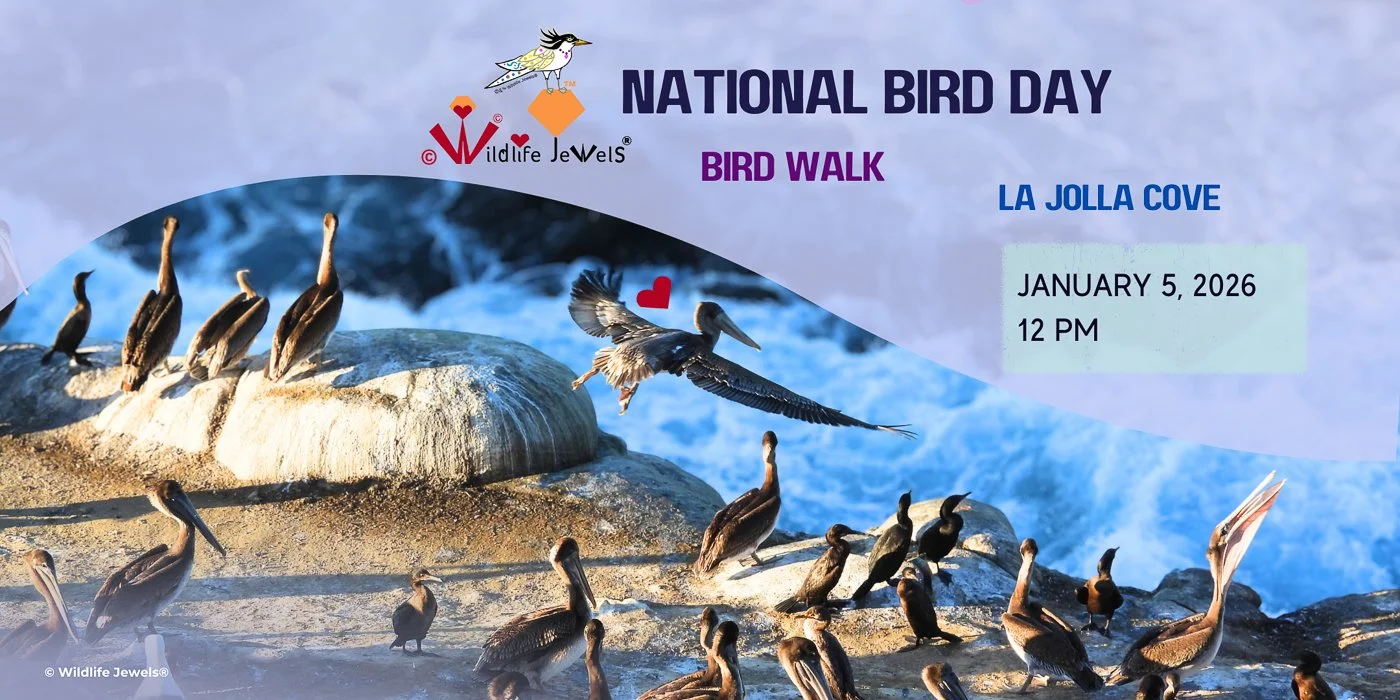 Wildlife Jewels Learn from Birds Discovery Walk — La Jolla Cove