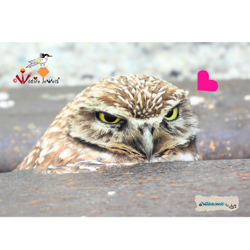 ✨ Wildlife Jewels SHINE Spotlight: Meet Citrine the Burrowing Owl ✨ 