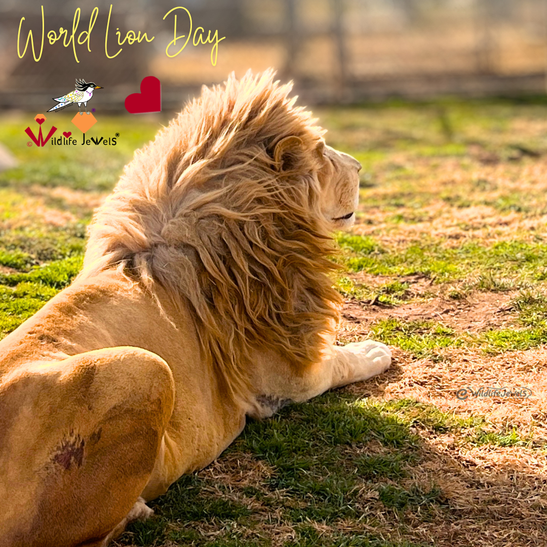 World Lion Day: Protect Lions and Their Future