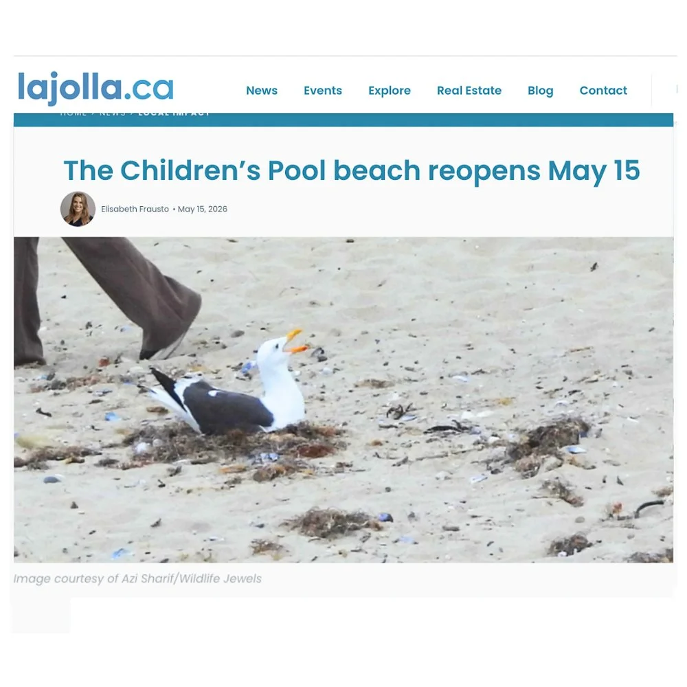 The Children’s Pool in La Jolla is once again open for human beach access, following the end of seal pupping season.