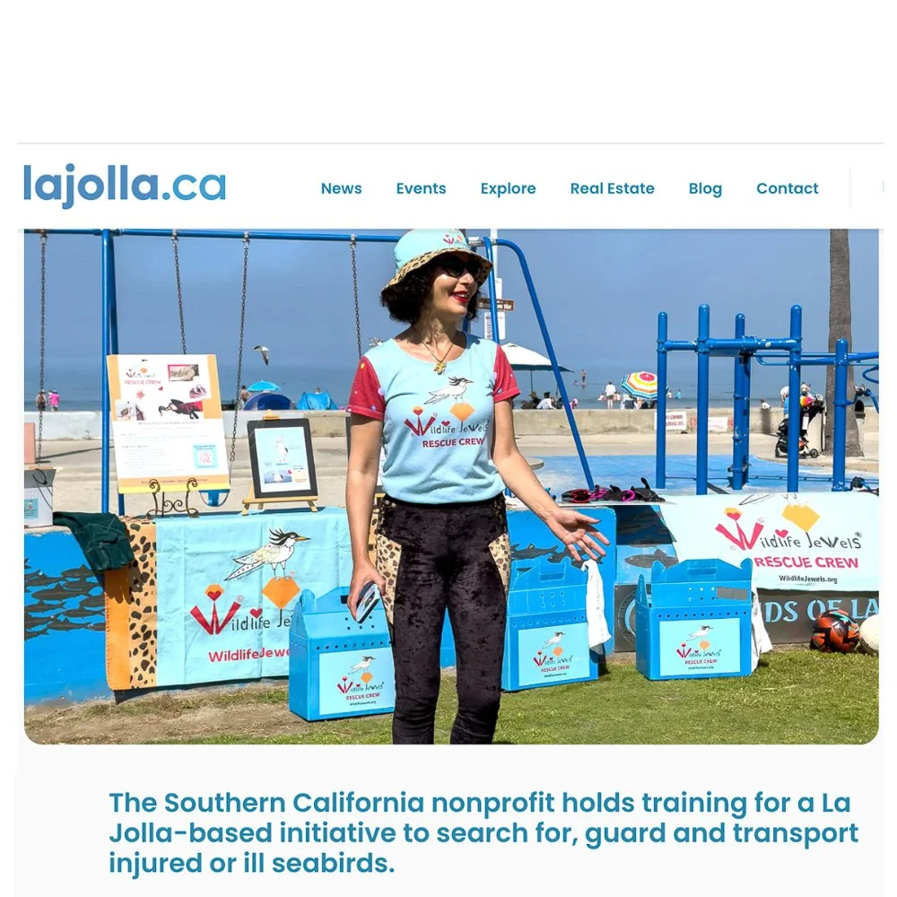 For the birds: La Jolla’s volunteer Wildlife Jewels Rescue Crew