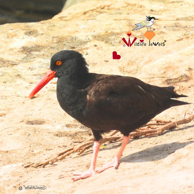 Black Oystercatcher at Point La Jolla: A Jewel of La Jolla’s Protected Shoreline