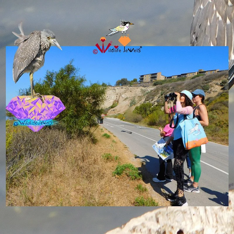 Wildlife Encounters – Each Jewels of Newport Bay artwork begins in the field, where Founder & Artist Azi S. photographs local wildlife during habitat visits, monitoring walks, and rescue efforts.