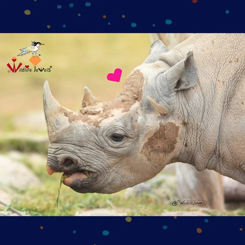 World Rhino Day: The Rhino Poaching Crisis