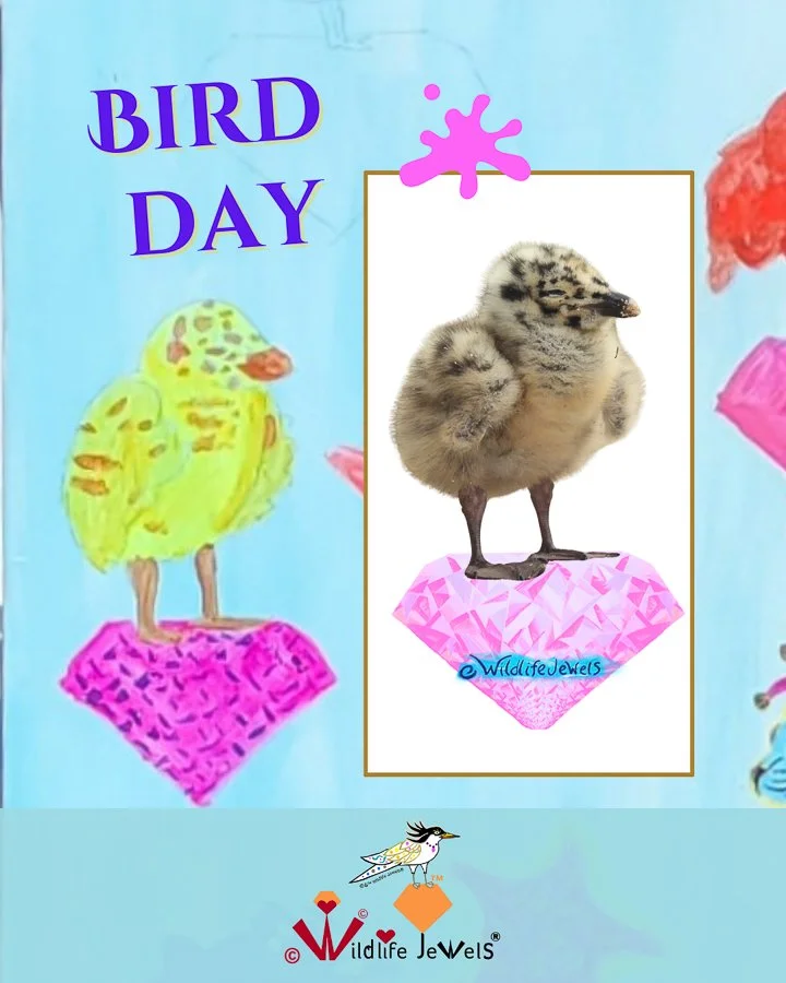 National Bird Day: Painting the Birds Who Share Our Coast