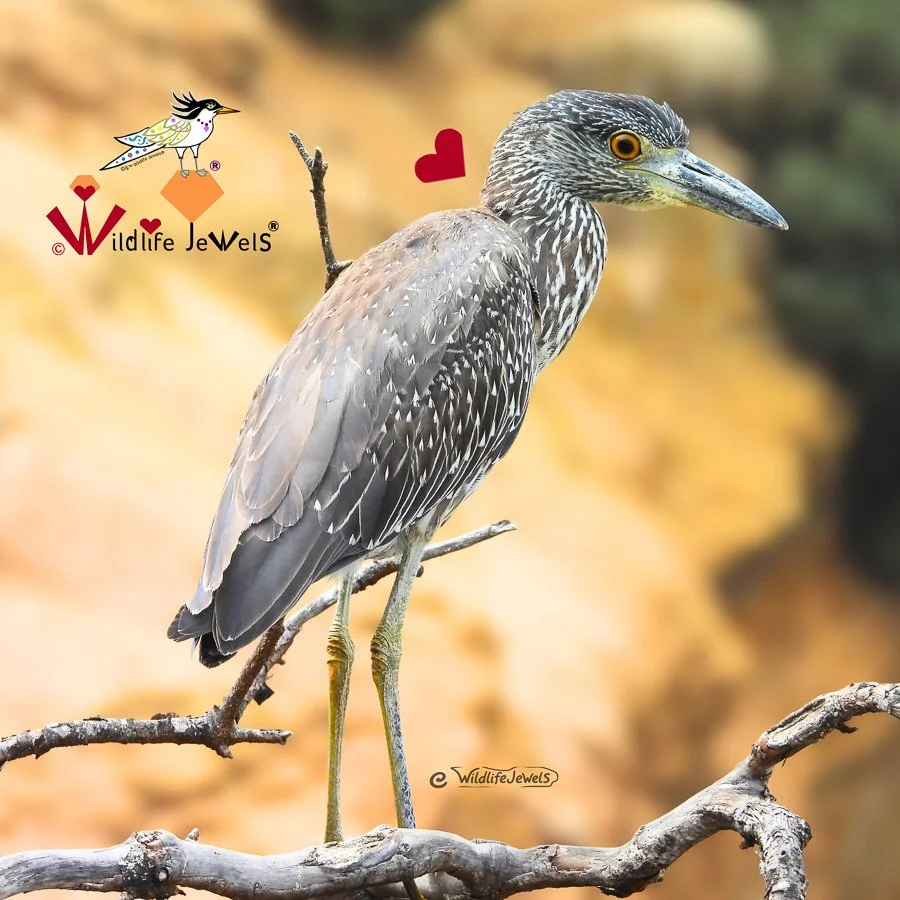 A Magical Bird Jewel of La Jolla: Juvenile Yellow-Crowned Night Heron