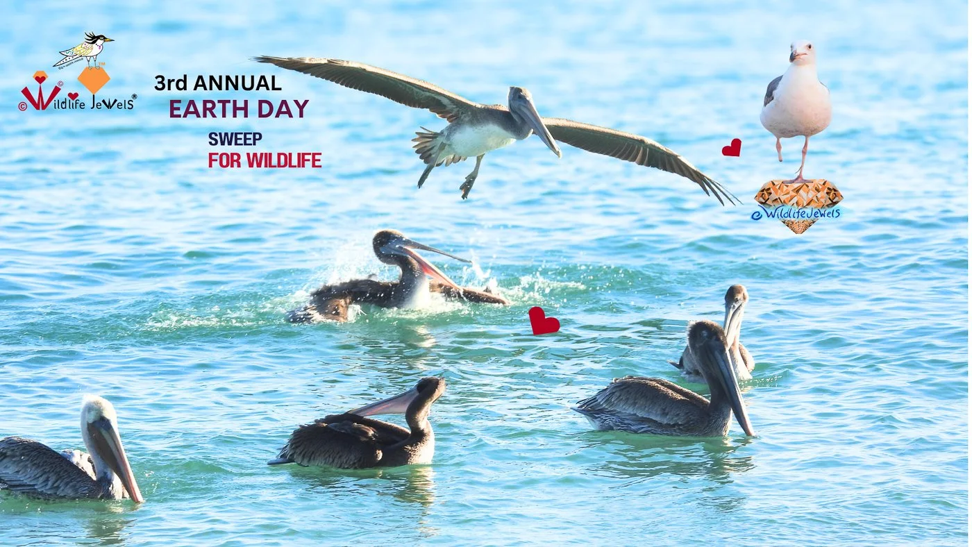 Wildlife Jewels 3rd Annual Earth Day Sweep & Learn for Wildlife Walk – Corona del Mar