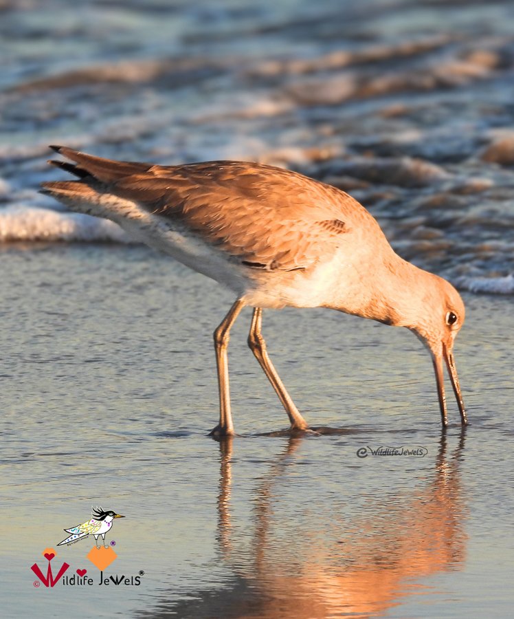 Celebrating World Shorebirds Day at Crystal Cove State Park
