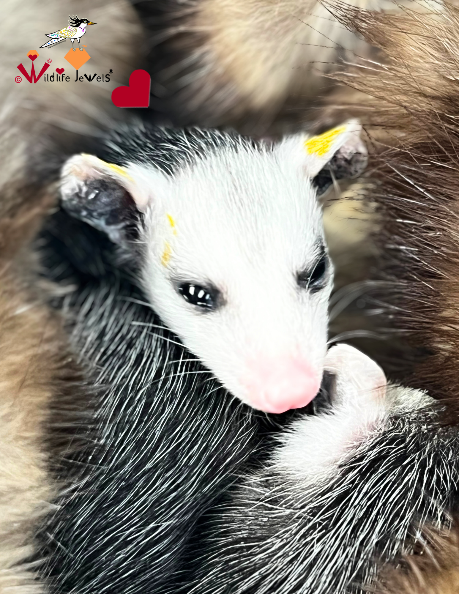 A Precious Tiny Jewel: The Remarkable Opossum