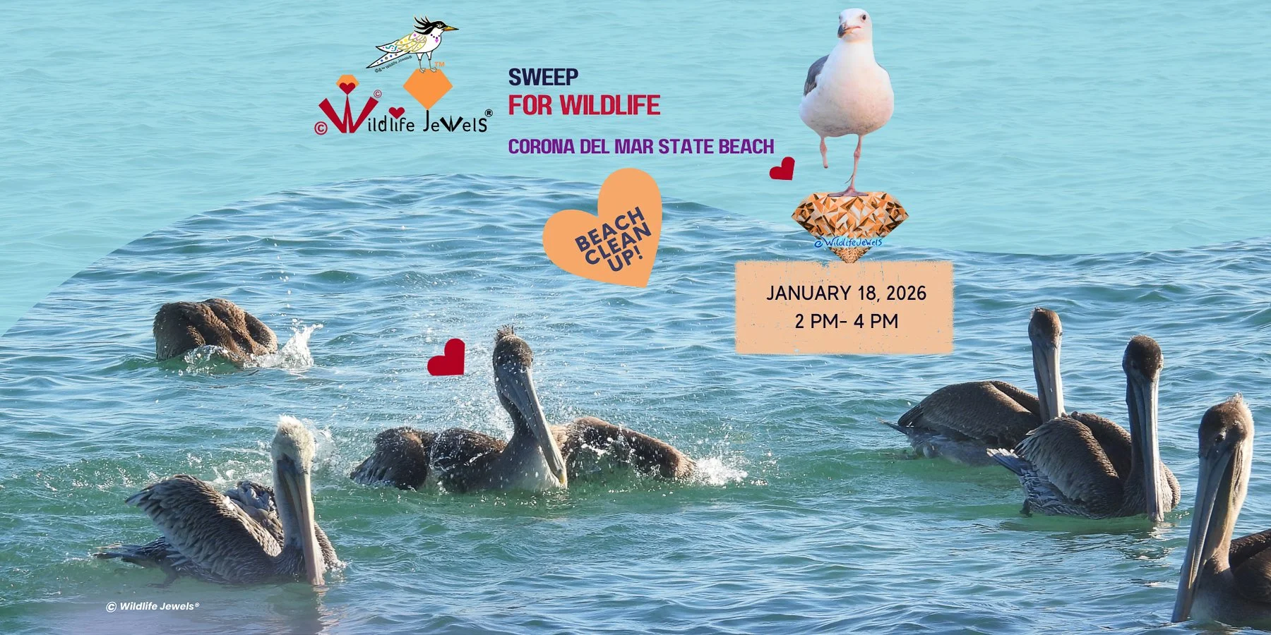 Wildlife Jewels Sweep for Wildlife: Corona del Mar State Beach