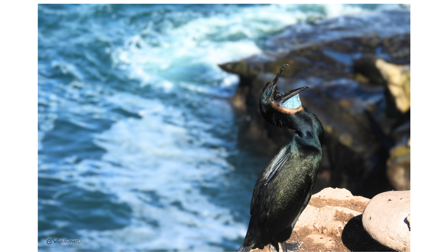 Wildlife Jewels La Jolla-3.png