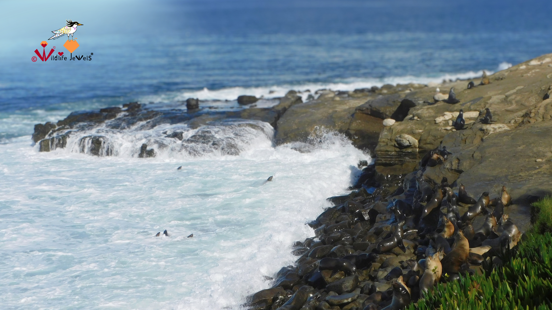 King Tides Along the La Jolla Shoreline — Wildlife Jewels EYES Observations