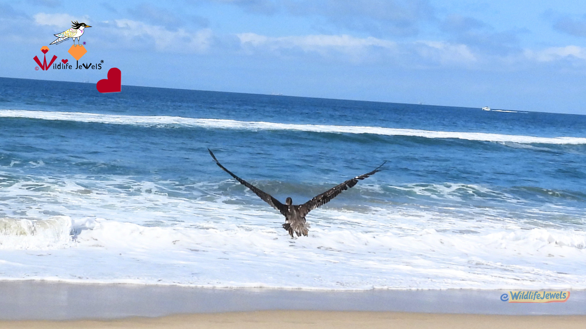 From Search to Rescue to Release: A Precious Brown Pelican Flies Free