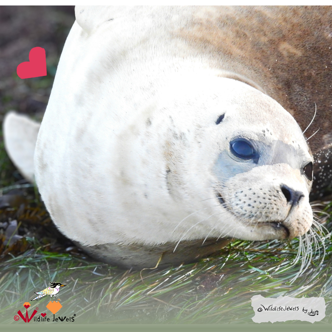 Jewels of La Jolla: Meet Charoite the Harbor Seal