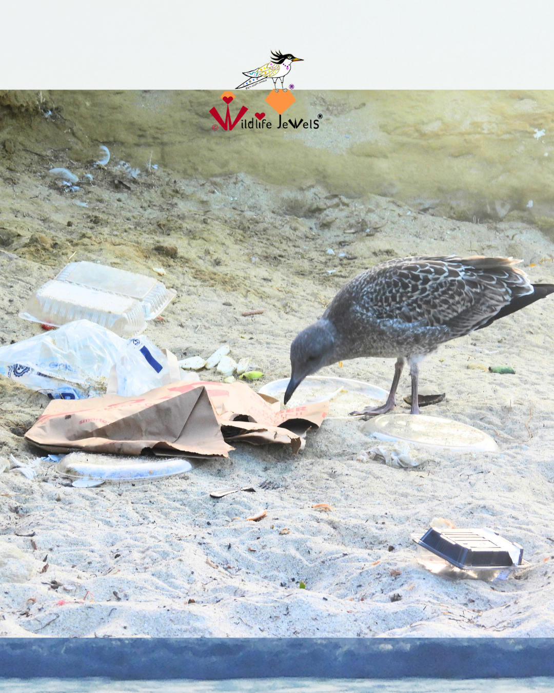 Plastic Pollution Threatens Western Gull Fledglings in La Jolla