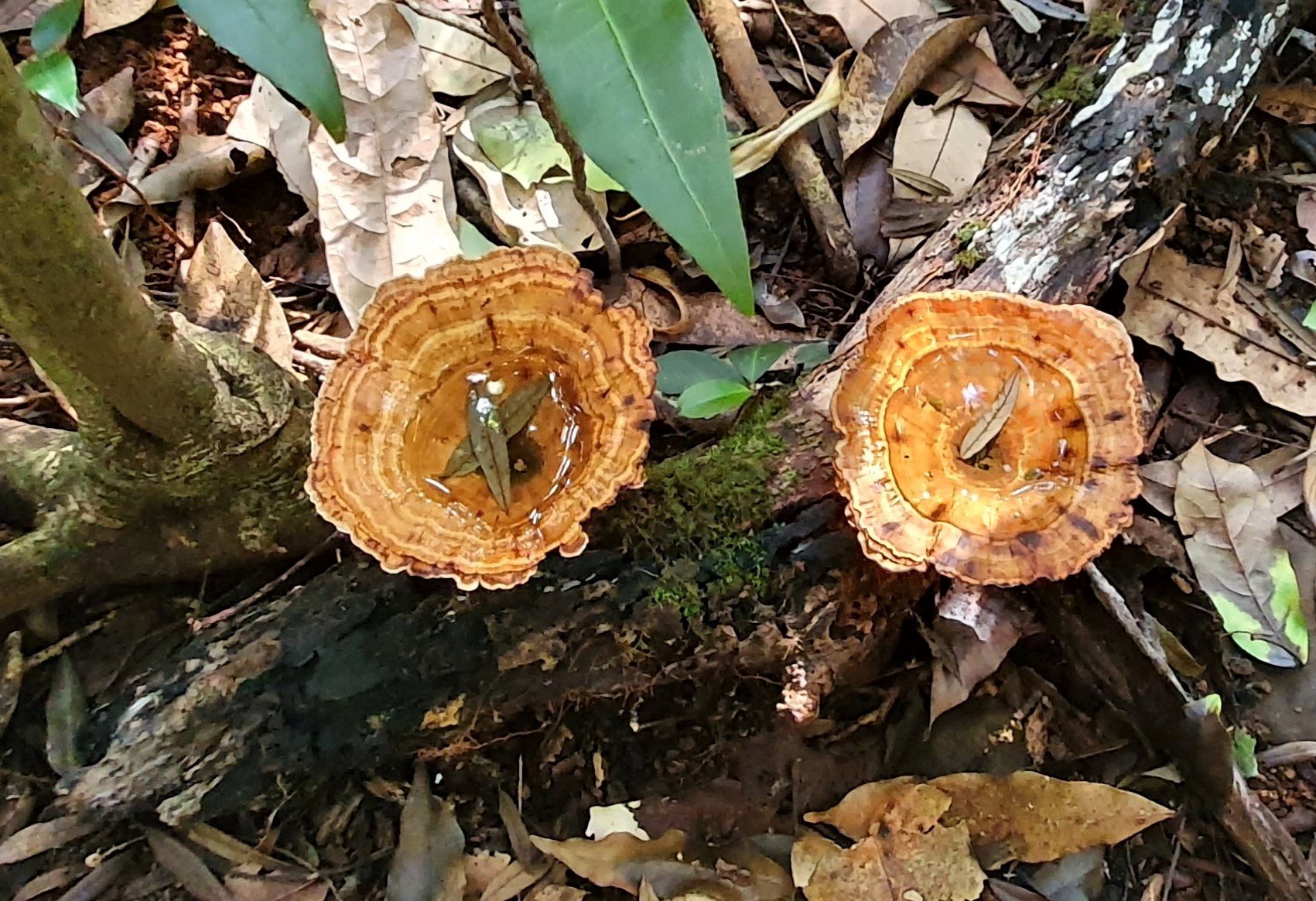 Microporus xanthopus - yellow footed tinypore