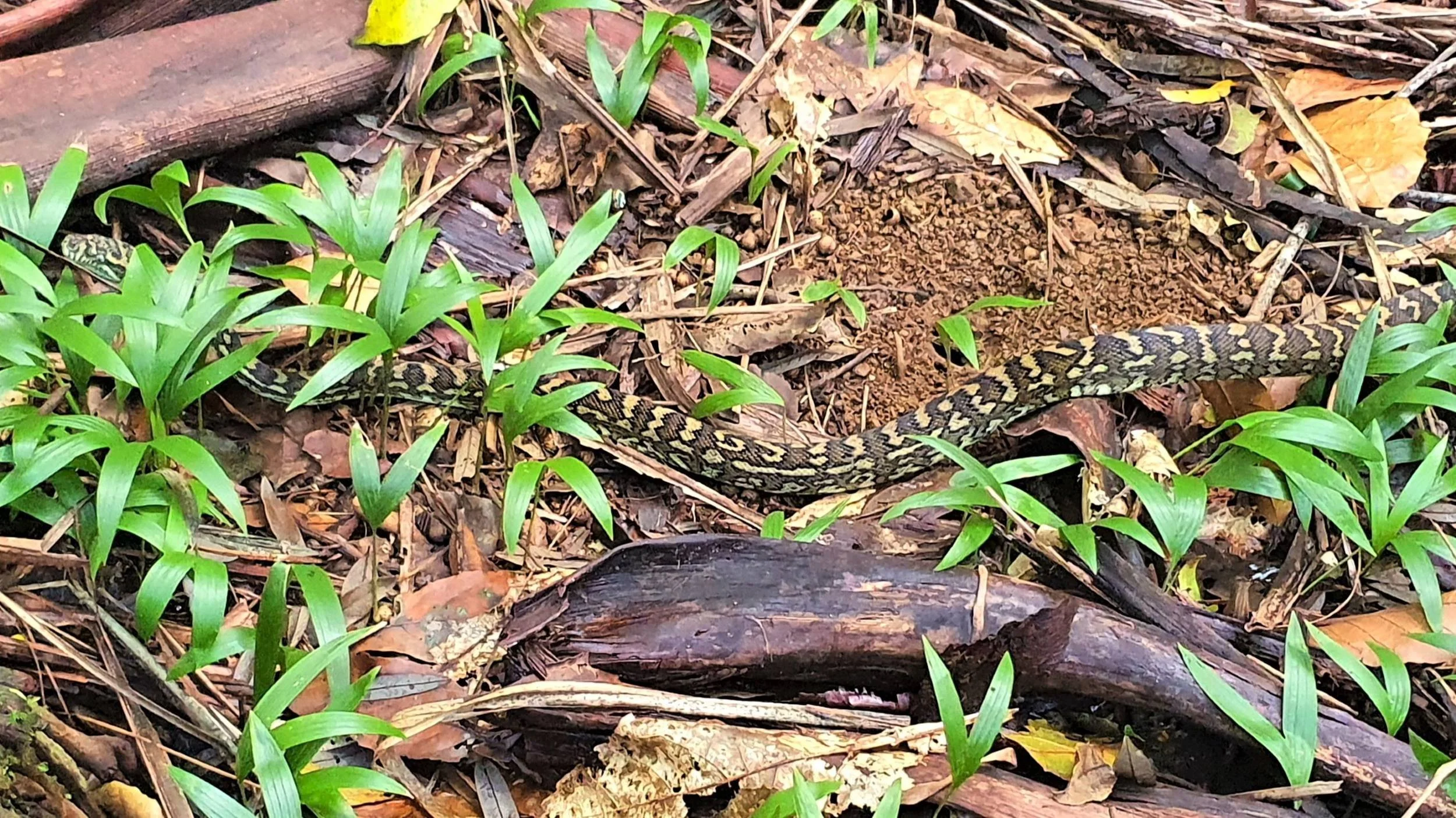 Come with us on a fungi foray in Mary Cairncross Scenic Reserve — The ...