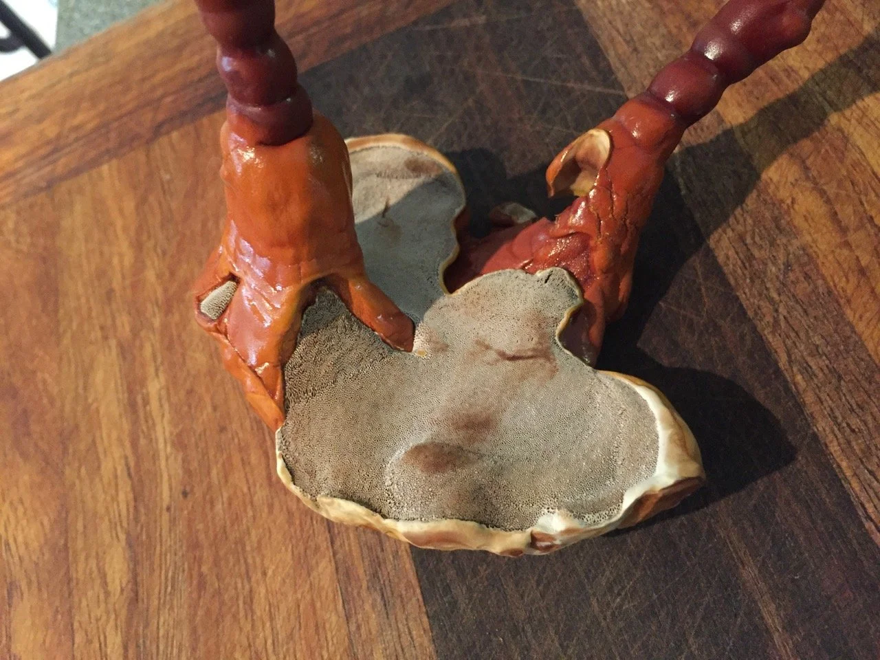 Episode 08: Sporopod Short - Making Reishi Tincture