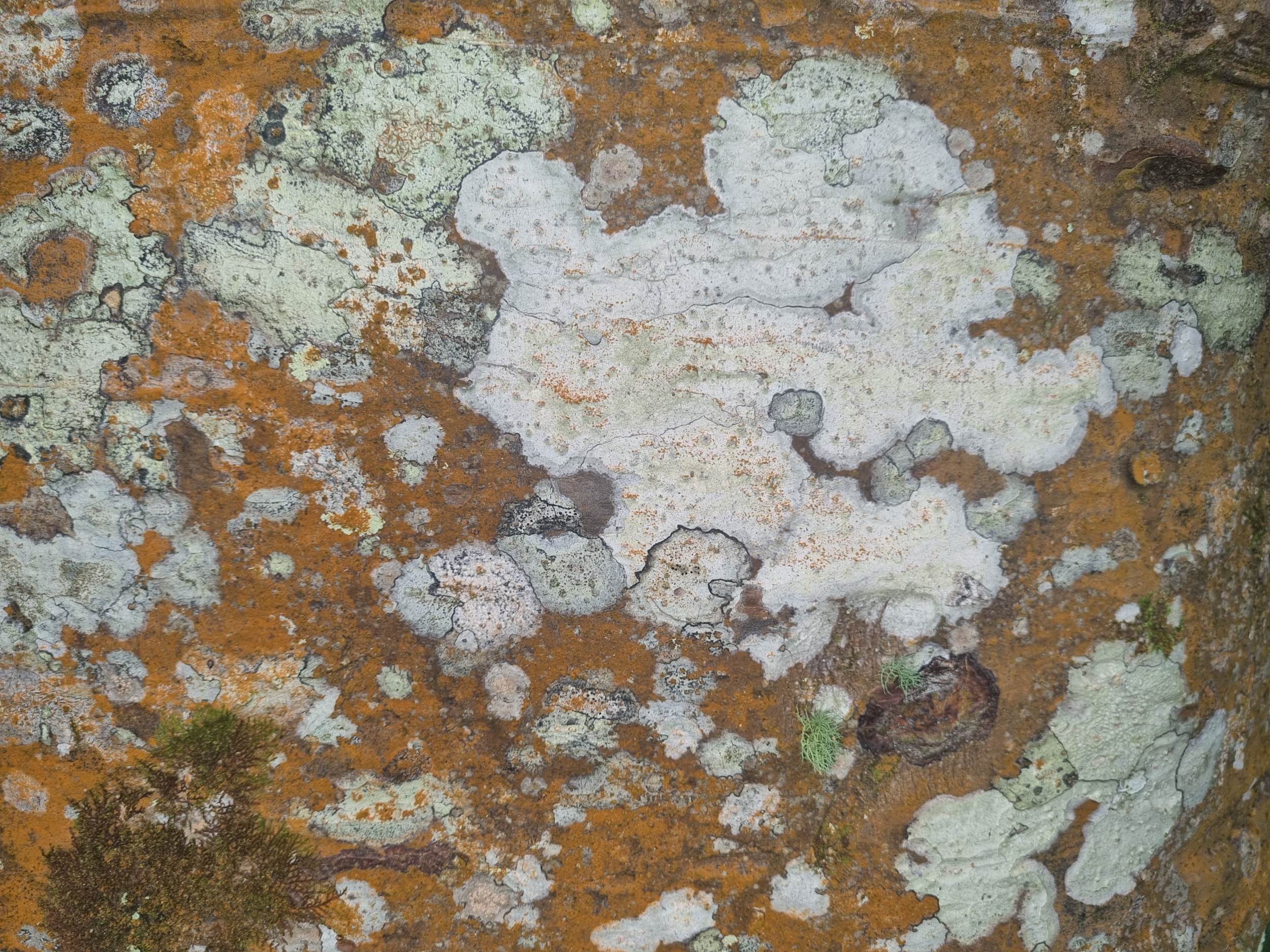 Black lines around lichens - defending territory