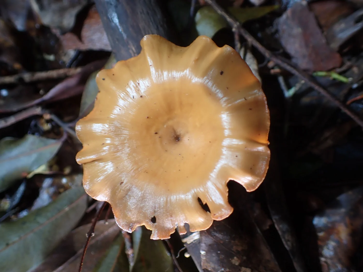 Episode 13. A stroll in Linda Garrett  Reserve