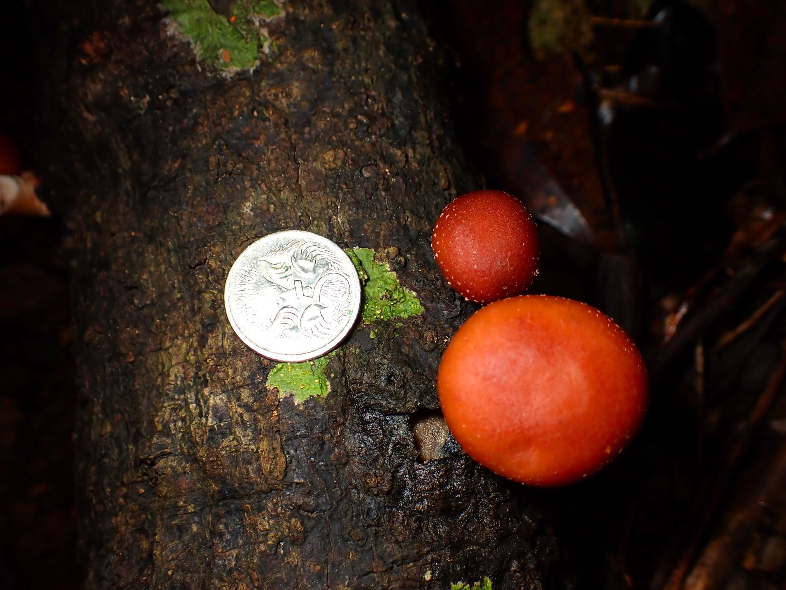 Aust shitake with scale 5060583.JPG
