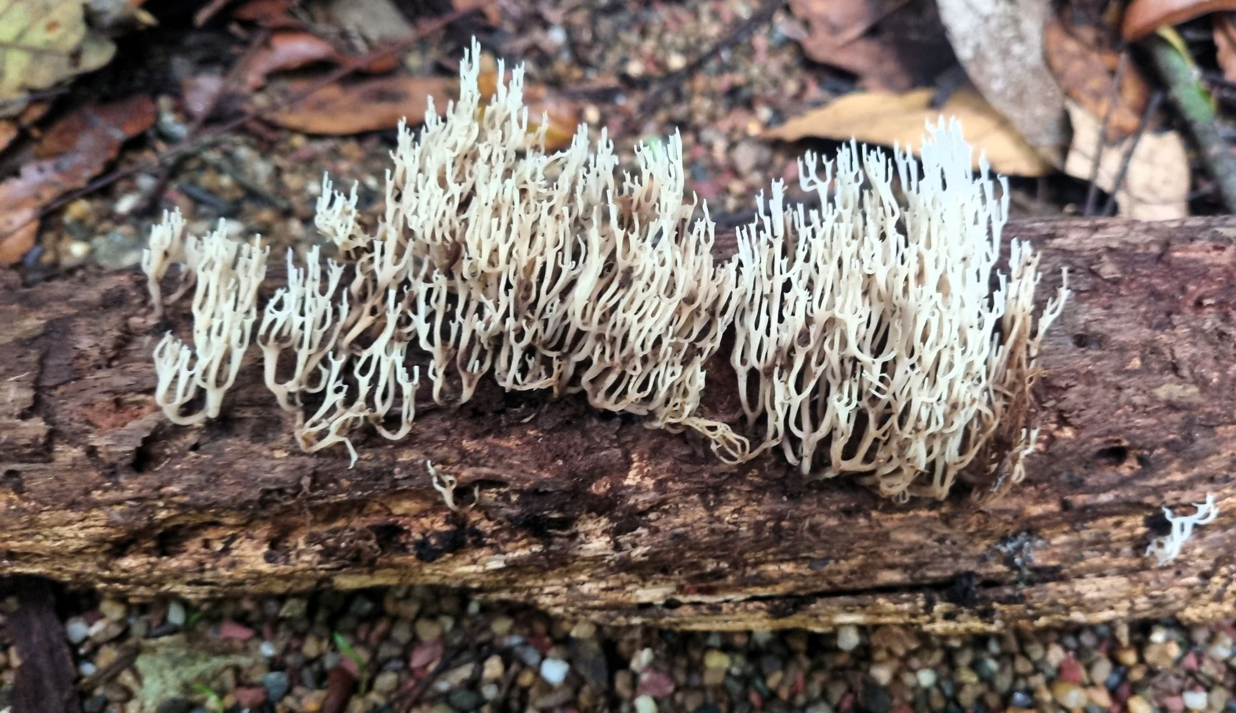 Artomyces sp. or Ramaria sp.?
