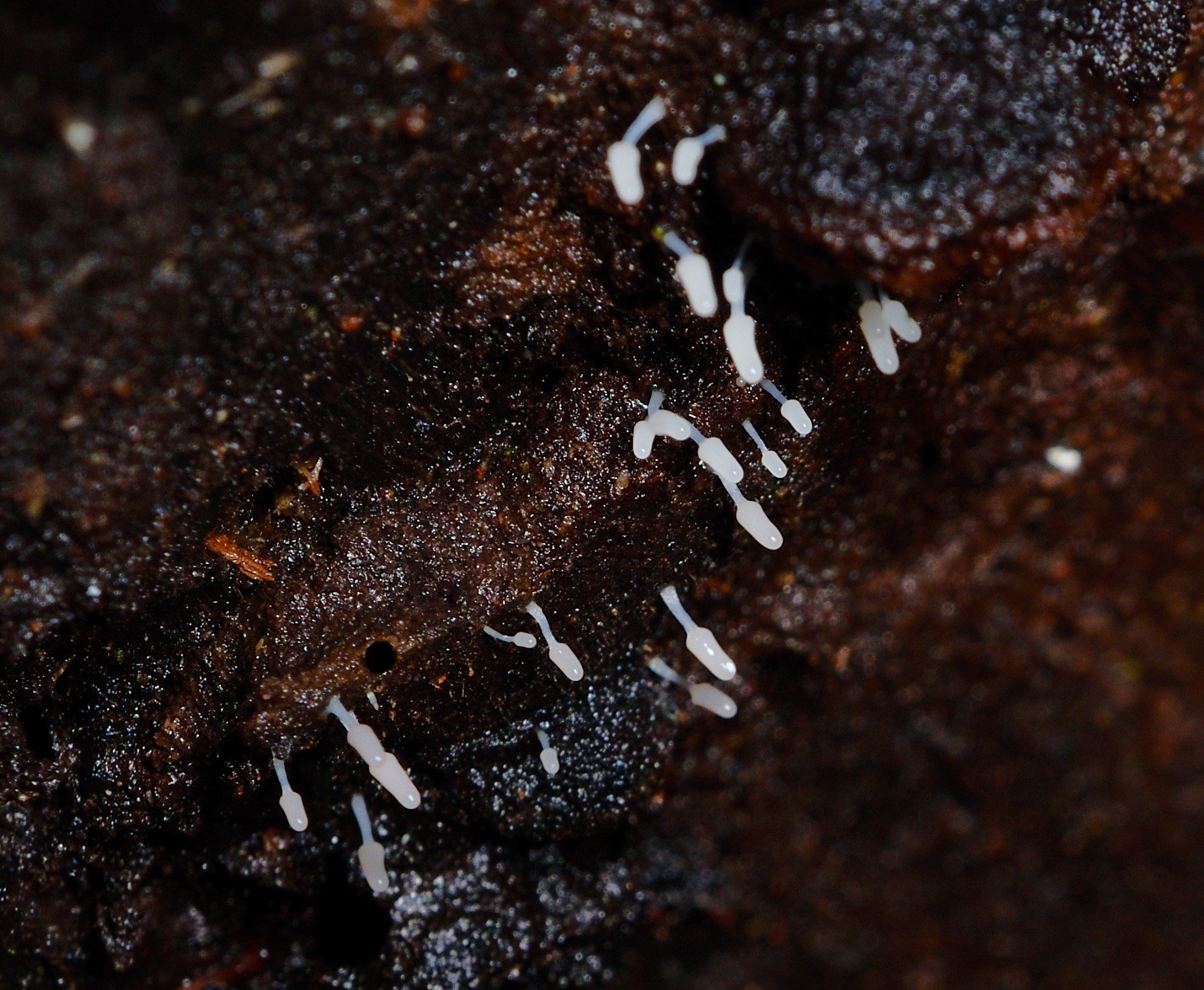 Slime mould, query sp.