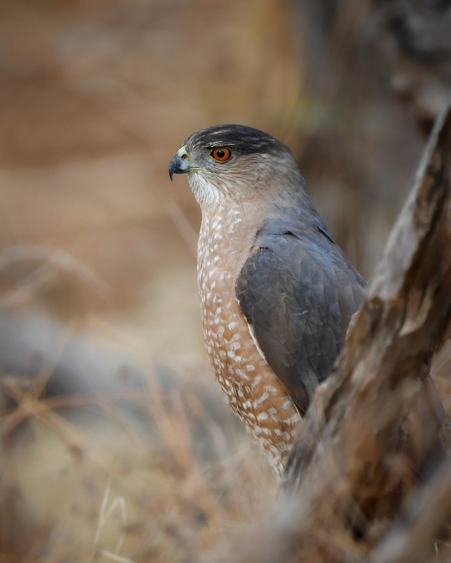 Cooper&rsquo;s Hawk perched at the edge of a brush pile, hunting sparrows

#coopershawk