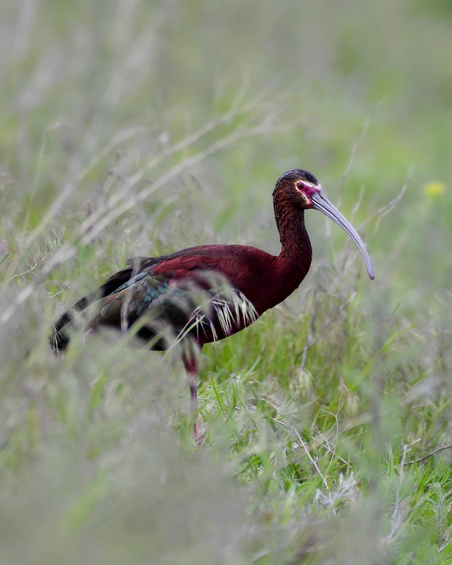 White-faced Ibis on the side of the road, Malheur NWR

#whitefacedibis #malheurnationalwildliferefuge @malheurfriends