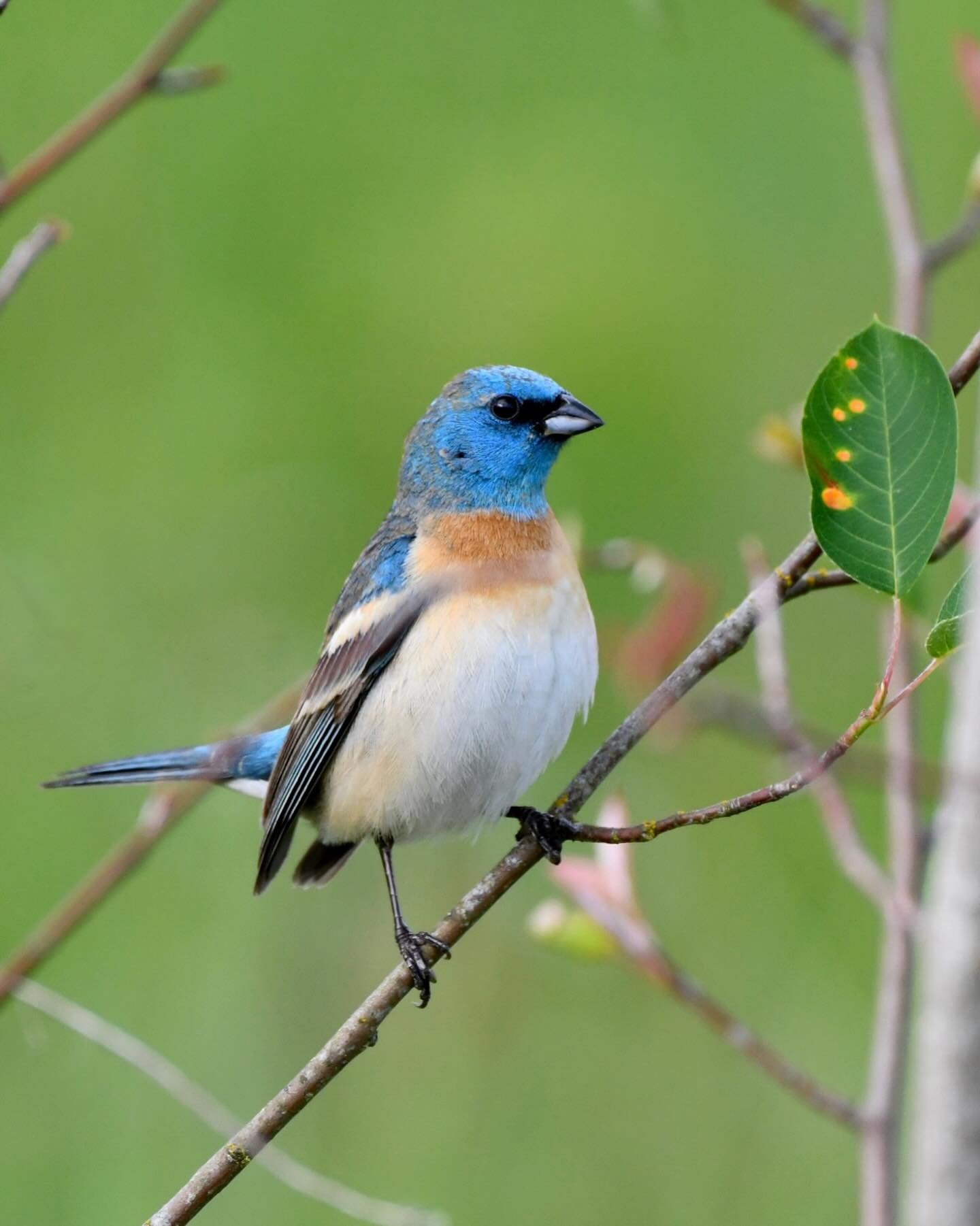 Yesterday the Bird Club at school had great views of a Lazuli Bunting. Eighteen students quietly watching this bird perch and sing in the field behind our building - what a great way to end the school year!

#lazulibunting