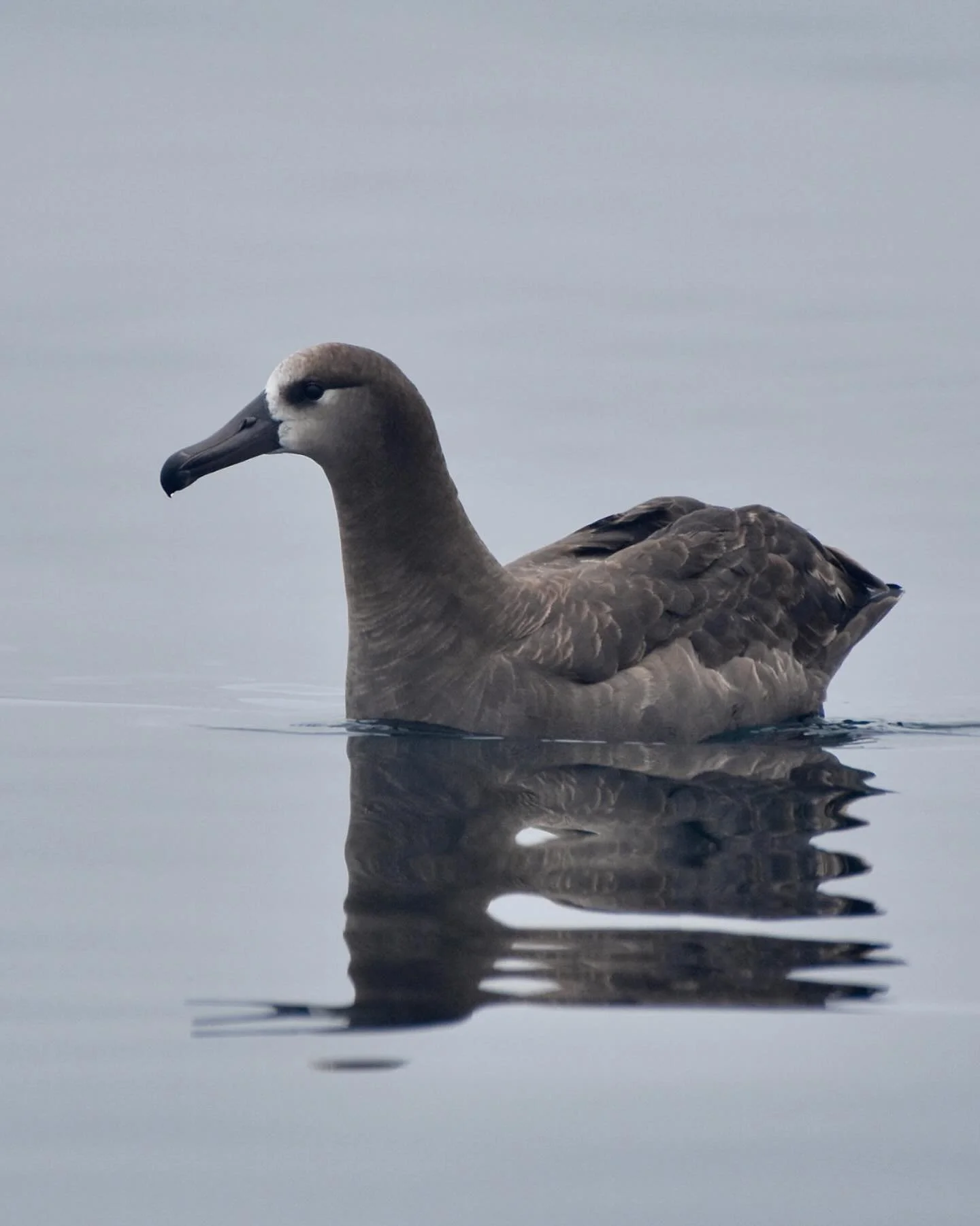 Heading out on an #oregonpelagictours trip next weekend and looking forward to seeing some Black-footed Albatross!

#blackfootedalbatross #pelagicbirding