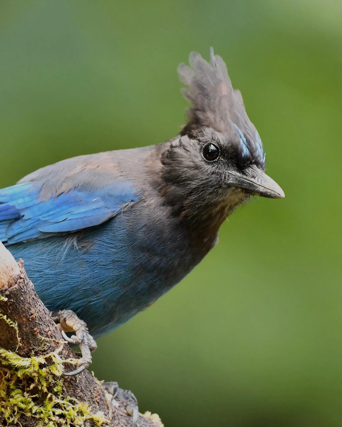 Steller&rsquo;s Jay mean mugging

#stellersjay