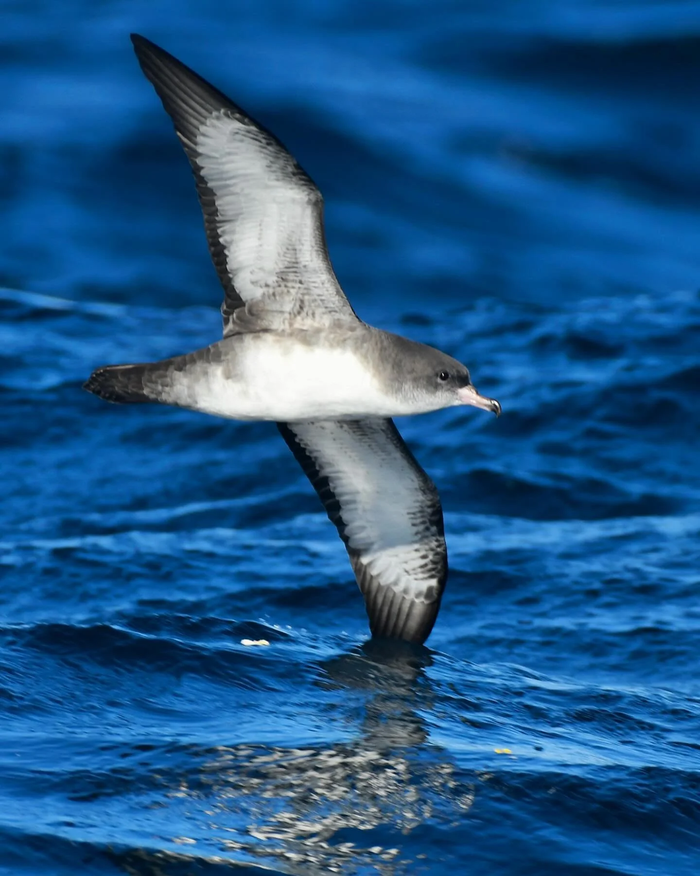 Pink-footed Shearwater from Sunday&rsquo;s pelagic trip out of Garibaldi

#pinkfootedshearwater #pelagicbirding #oregonpelagictours