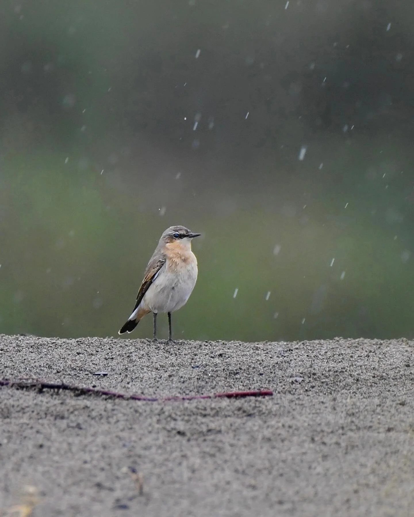 Great fun watching this vagrant Northern Wheatear hunt for bugs on the edge of the Columbia River in the rain yesterday 

#northernwheatear #rarebird
