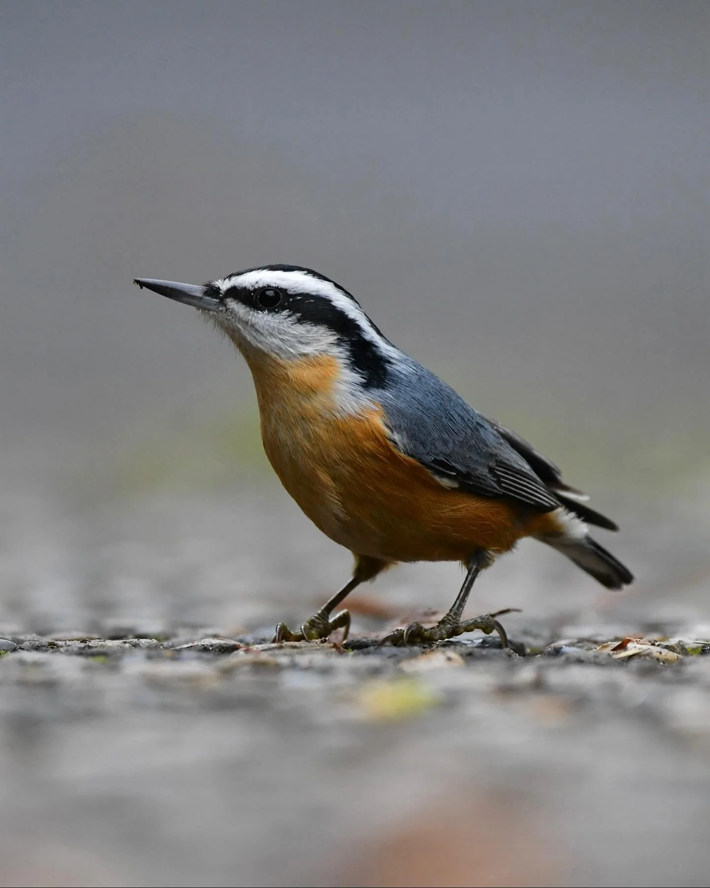 A Red-breasted Nuthatch finding some snacks on my driveway!

#redbreastednuthatch