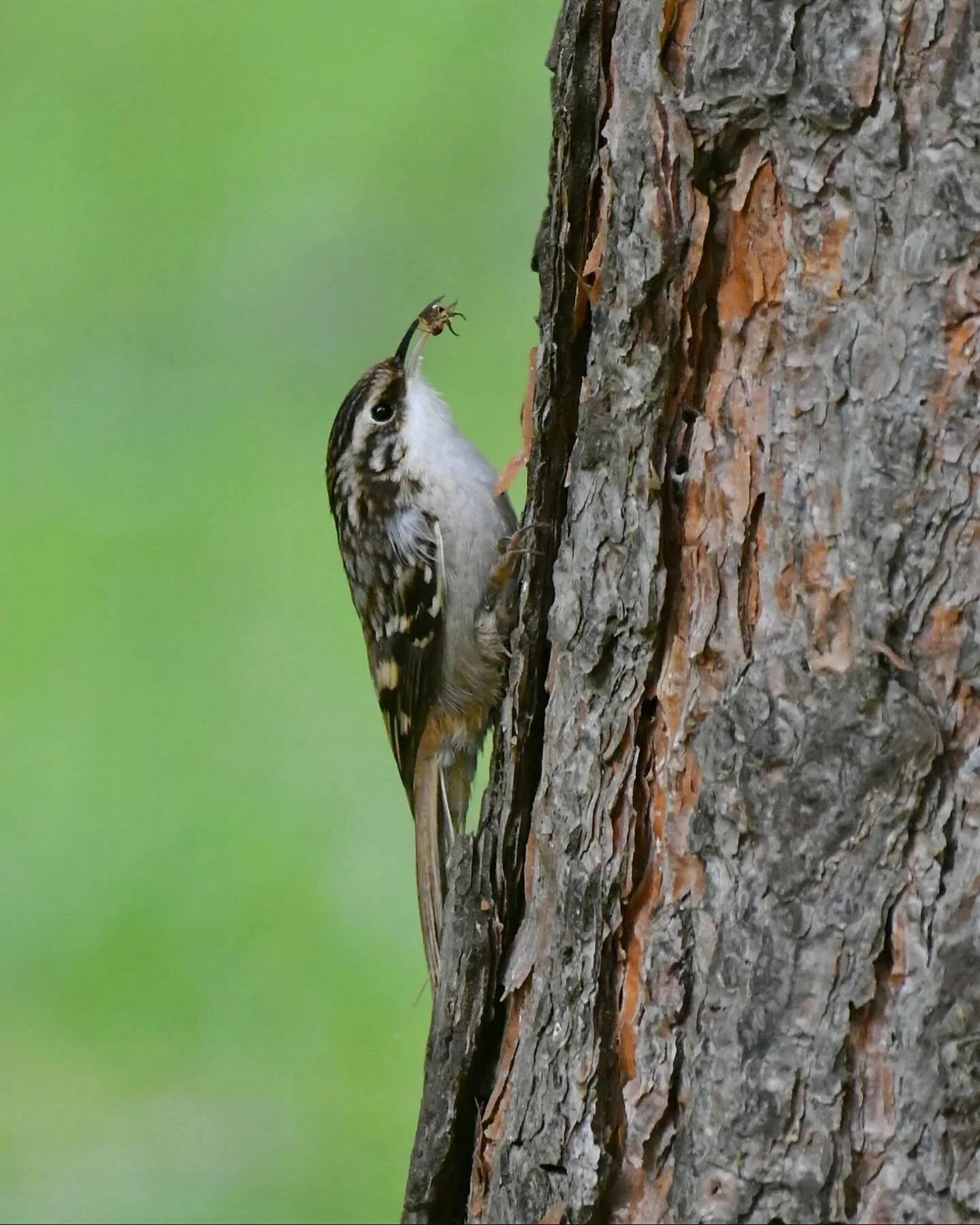 Brown Creeper with a snack

#browncreeper