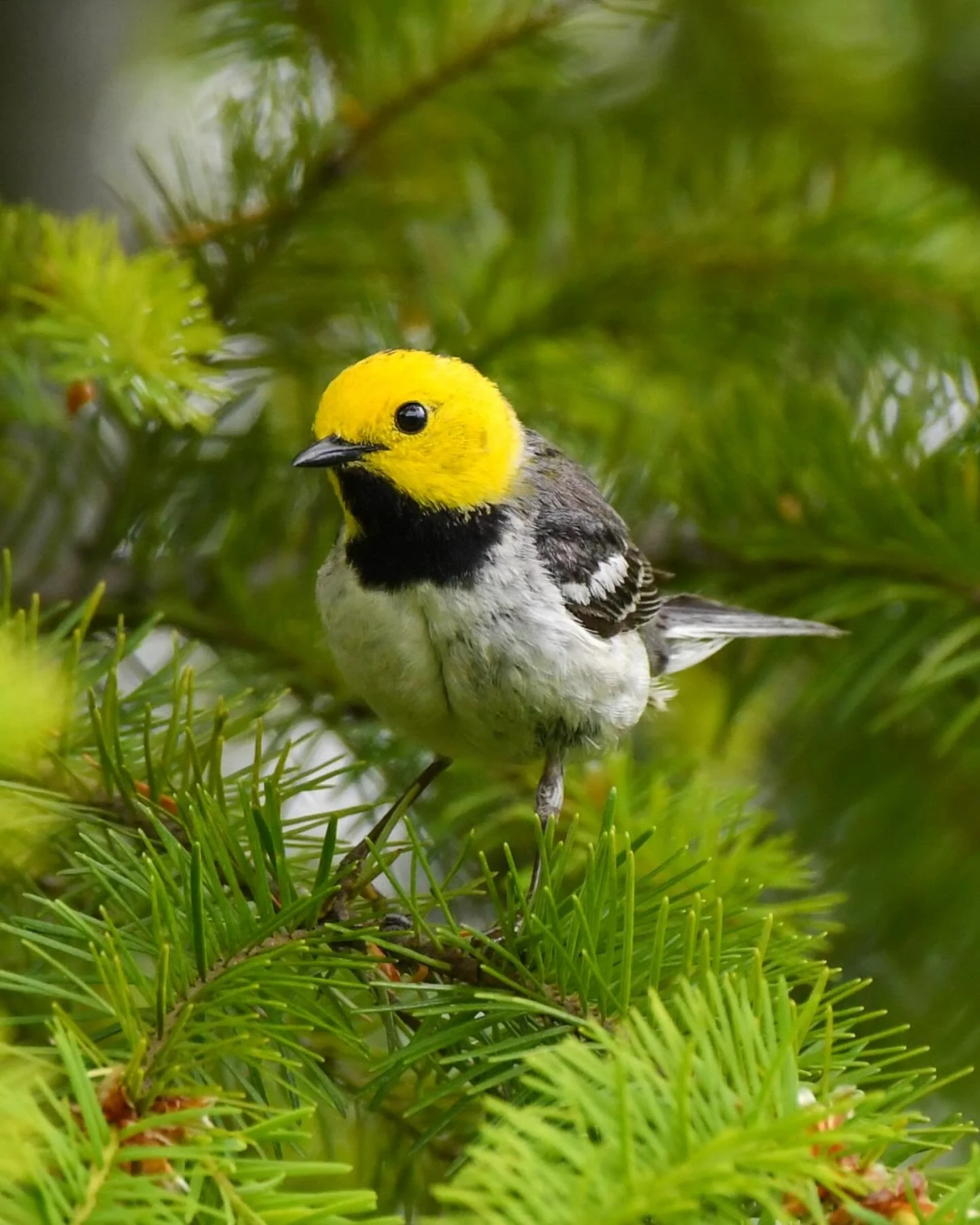 Short and rainy days making me miss summer birds, like this Hermit Warbler from July 🤩 

#hermitwarbler