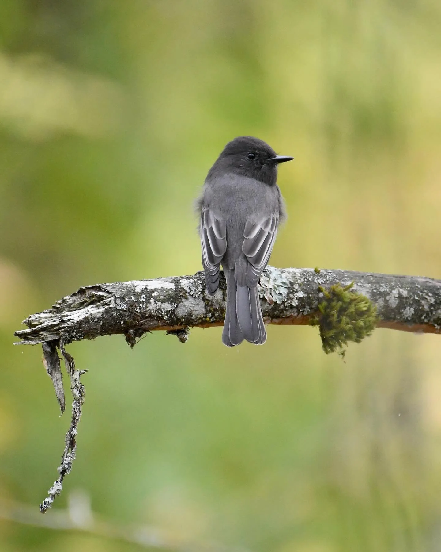 Black Phoebe perched in the understory

#blackphoebe