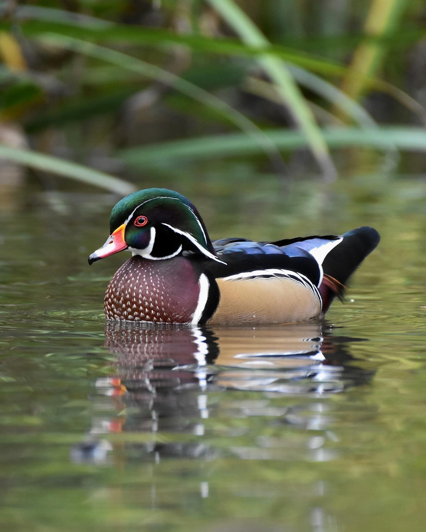 Wood Duck drake looking spiffy!

#woodduck
