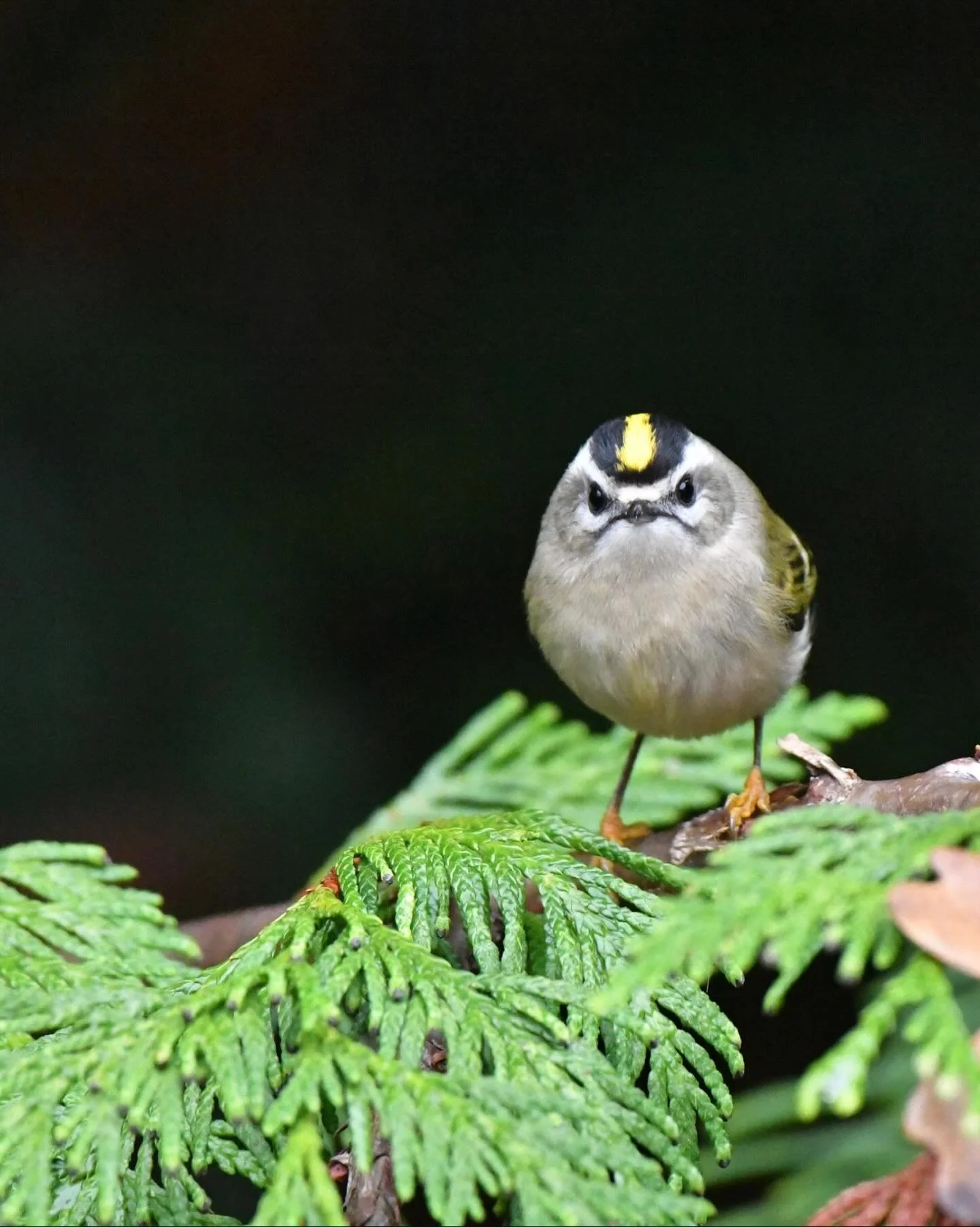 Golden-crowned Kinglet 👑 

#goldencrownedkinglet