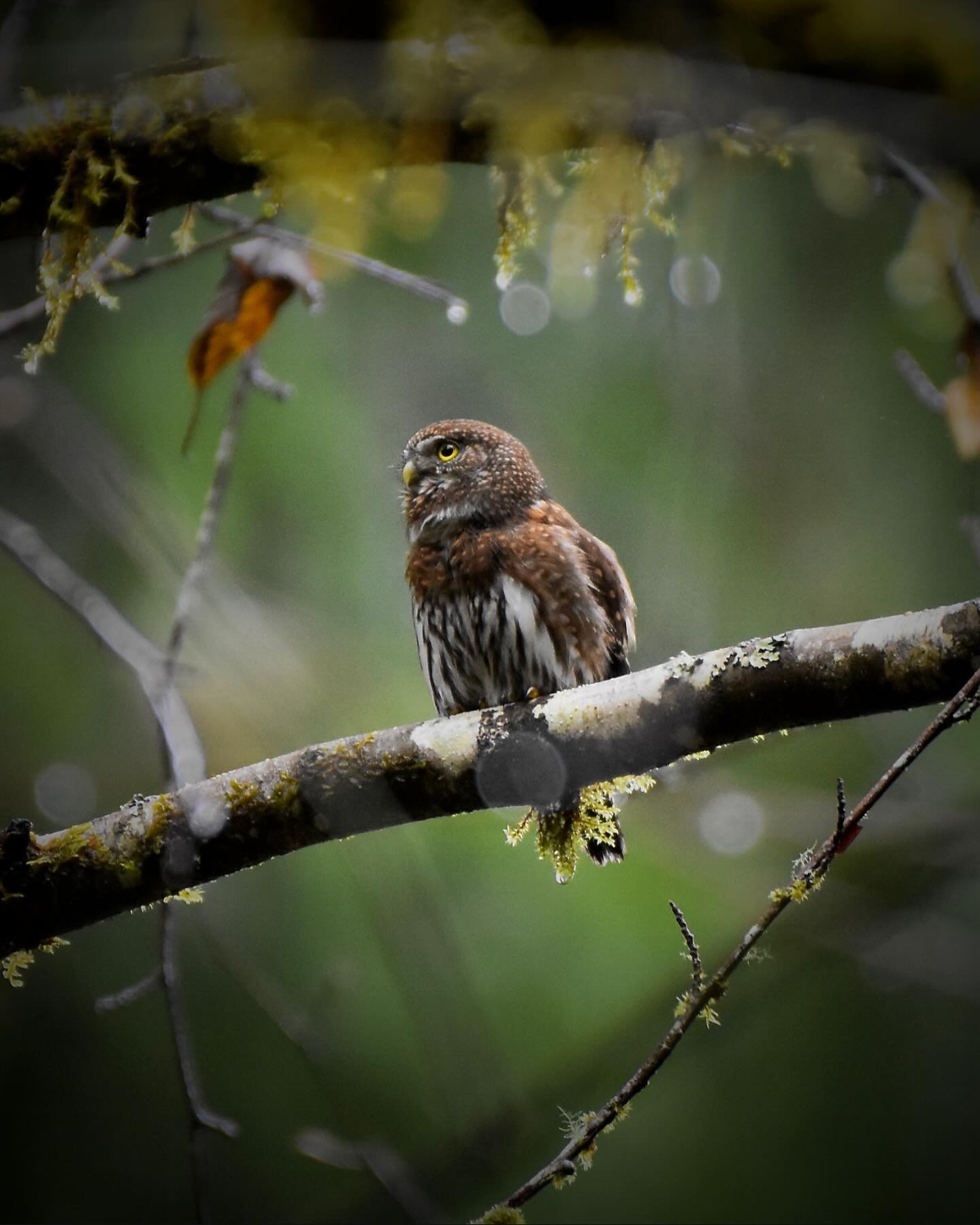 Northern Pygmy-Owl on a rainy morning

#northernpygmyowl