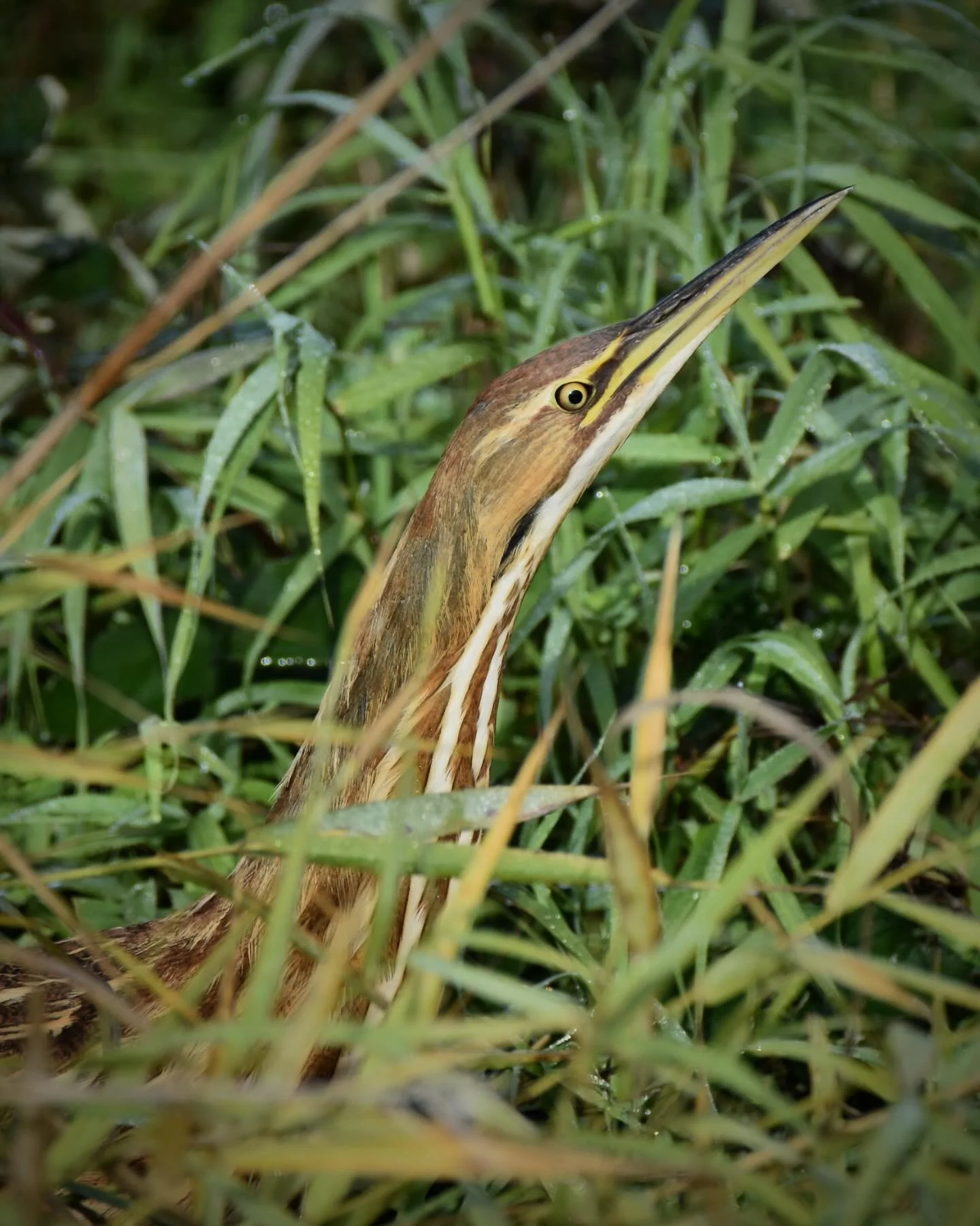 American Bittern 👀 

#americanbittern