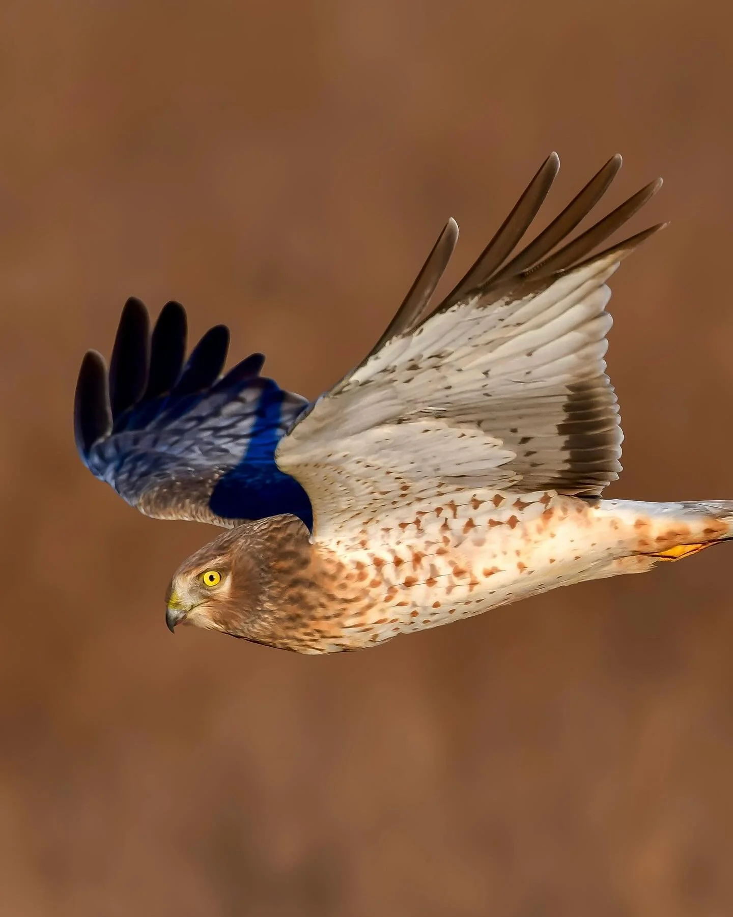 Northern Harrier flyby 👁️ 

#northernharrier