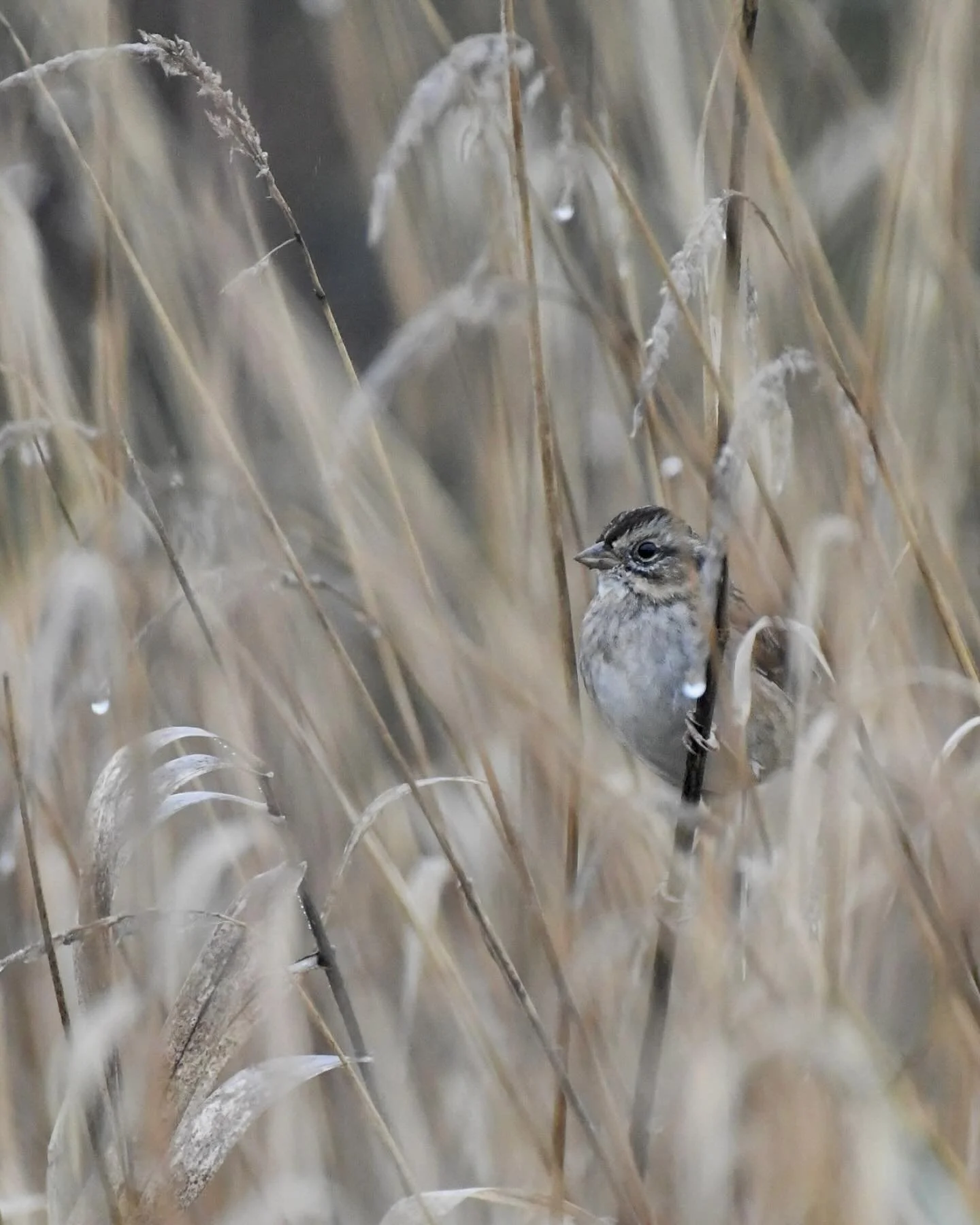 Swamp Sparrow perched up in the swamp

#swampsparrow #sparrowappreciationsociety