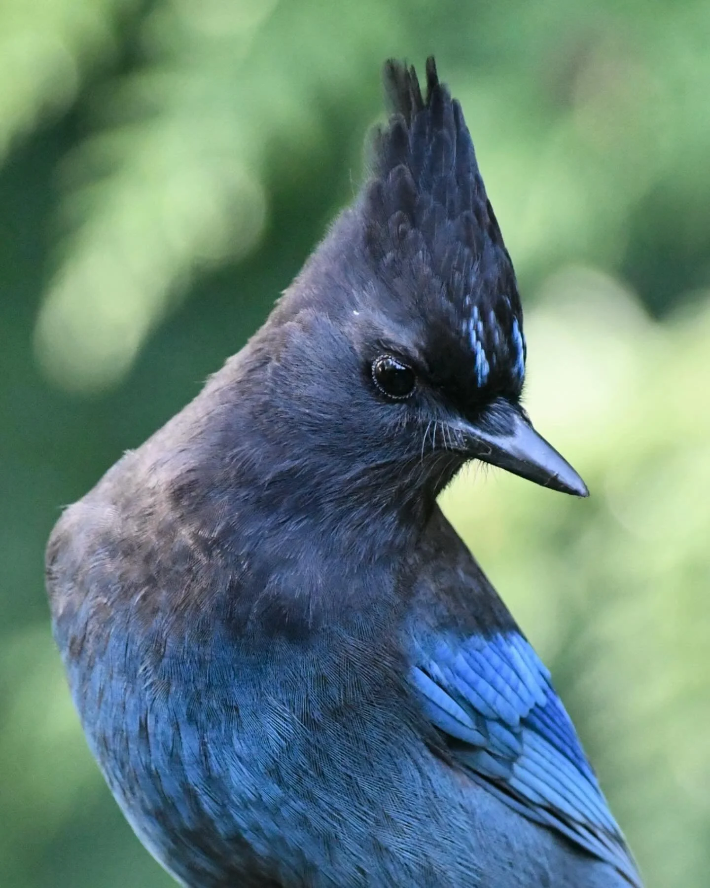 A backyard Steller&rsquo;s Jay eyeing a peanut 

#stellersjay