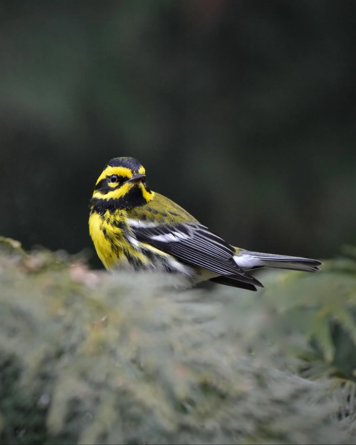 Townsend&rsquo;s Warbler 😎 

#townsendswarbler