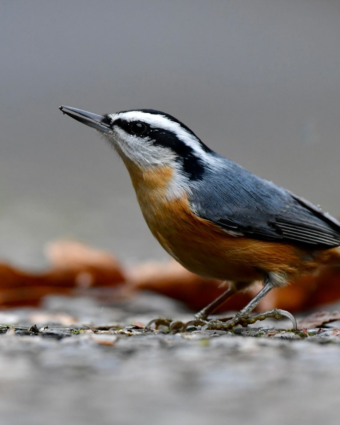 Red-breasted Nuthatch with a tiny snack

#redbreastednuthatch