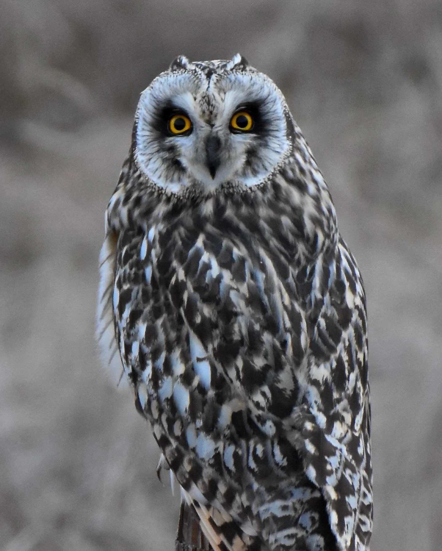 Short-eared Owl on a post

#shortearedowl